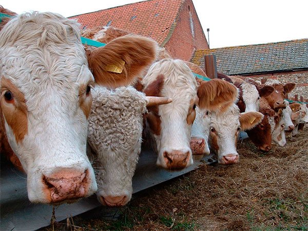 Омские власти временно разрешили убой скота на подворьях