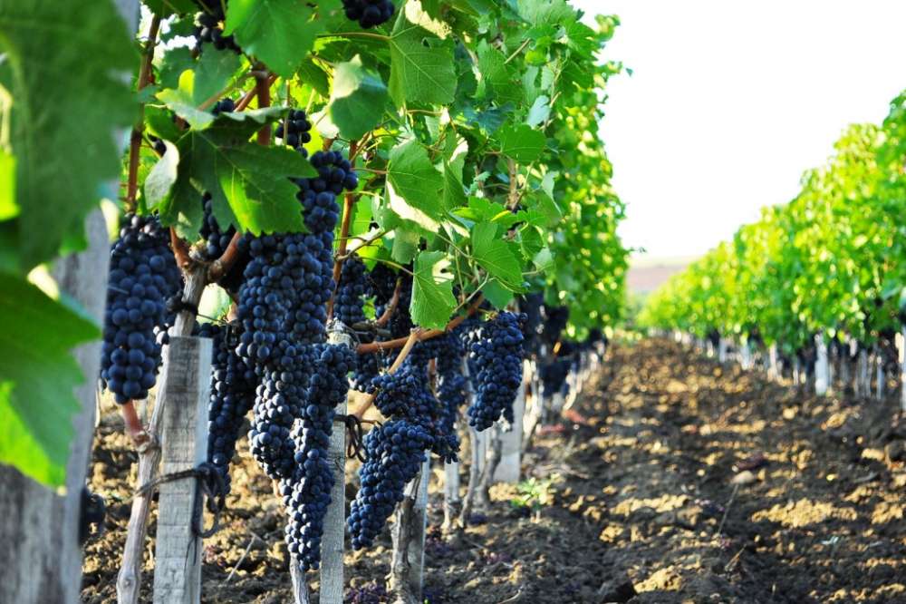 Минсельхоз и Финансовый университет будут готовить виноградарей и виноделов по программе МВА