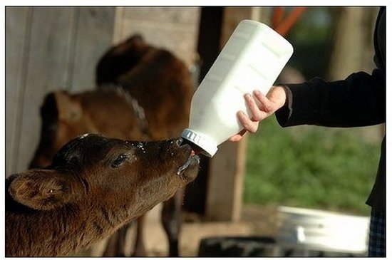 Беларусь отказывается от второсортного молока