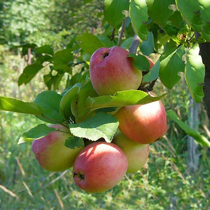 Наиболее устойчивые к парше и морозам сорта яблонь
