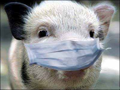 Африканская чума свиней наступает на Евросоюз