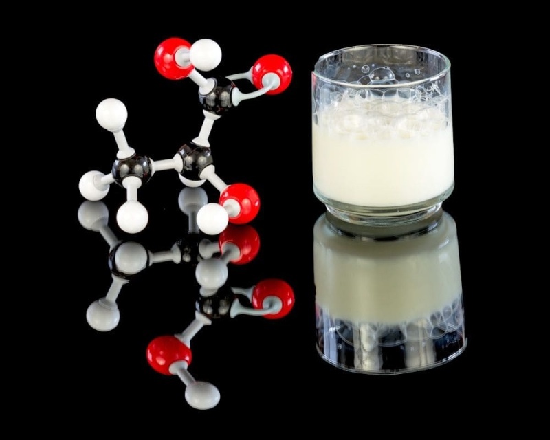 Метаболизм пальмитиновой и стеариновой кислот у лактирующих молочных коров