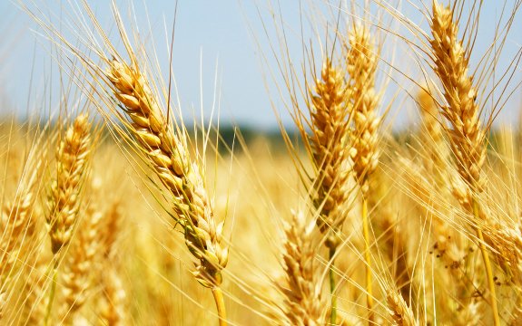 Производство пшеницы в Болгарии достигает рекордно высокого уровня