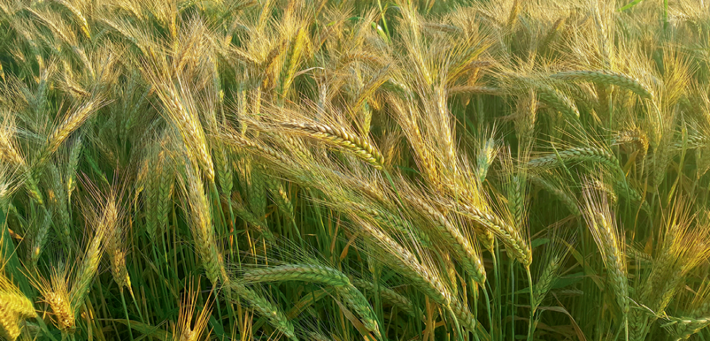 Внекорневая подкормка яровой пшеницы — опыты ученых