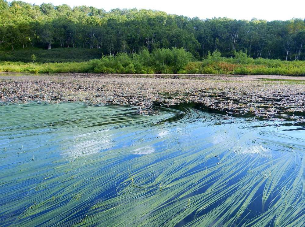 Водоросли могут поддержать устойчивое производство удобрений