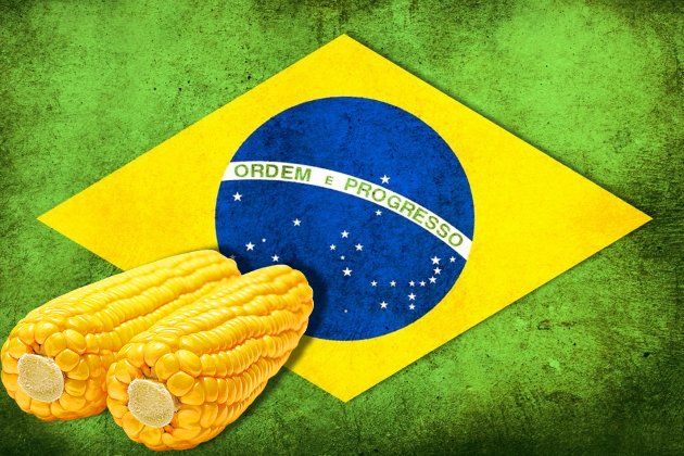 Бразилия разрешила импортировать 1 миллион тонн кукурузы из США