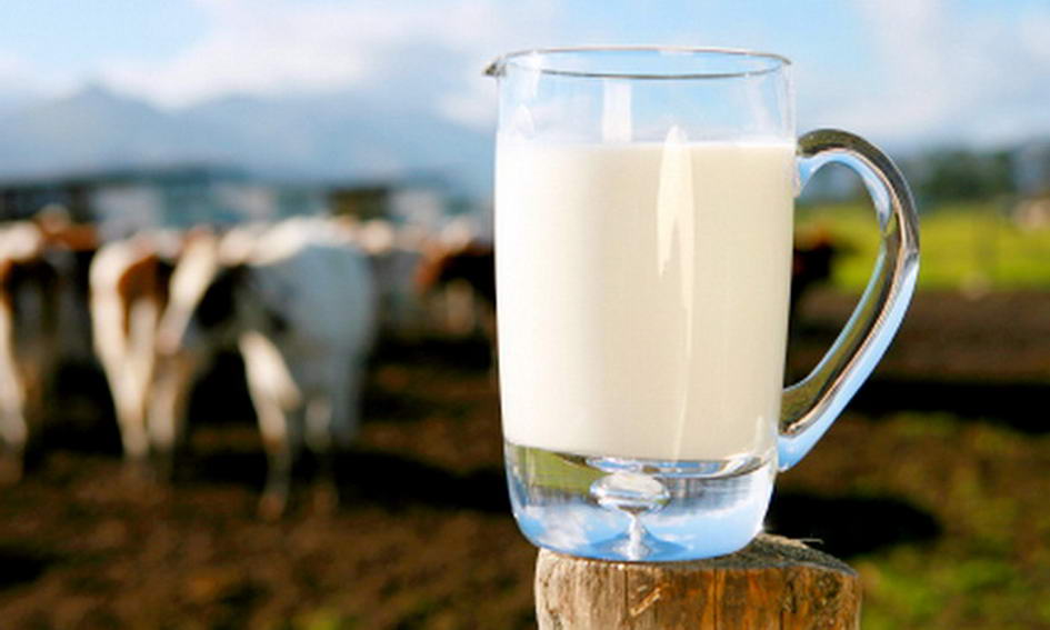 Новгородские неудачи молочной промышленности