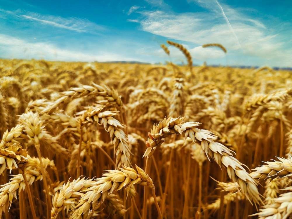 RAGT и Bayer подписали соглашение о разработке семян гибридной пшеницы для европейских рынков