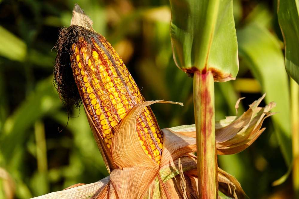 Как фунгициды помогают снизить заболеваемость кукурузы?
