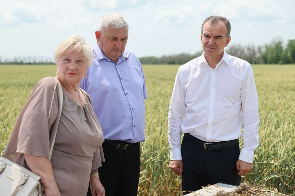 На Кубани поддержат аграриев, пострадавших от засухи