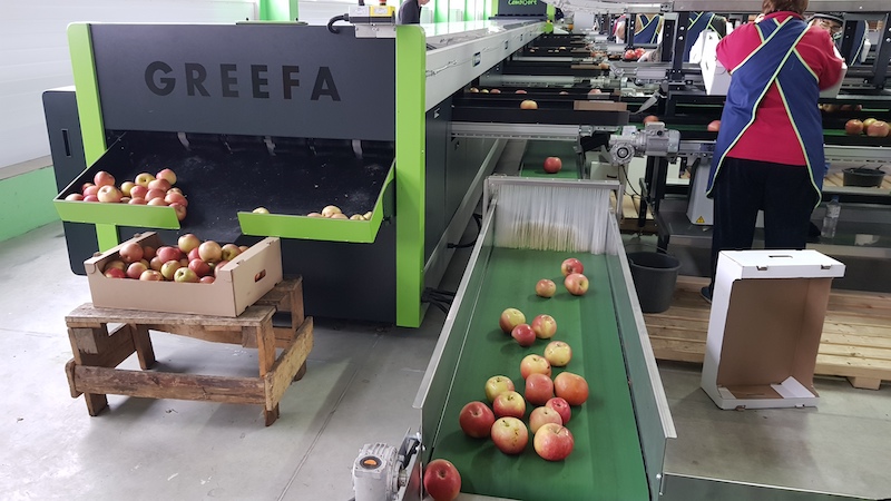 Компания "Агропак" реализовала два крупных проекта по сортировке плодов