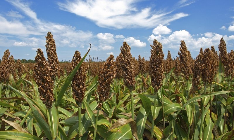 Выращивание сахарного сорго как фактор стабилизации кормопроизводства в засушливых регионах