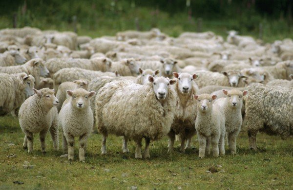 «Экологически чистые» овцы из Рязани