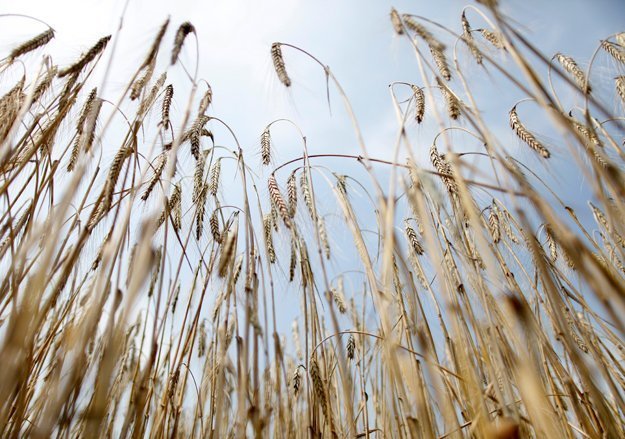 Раскрыть потенциал: опыты стимулирования роста зерновых в Астраханской области