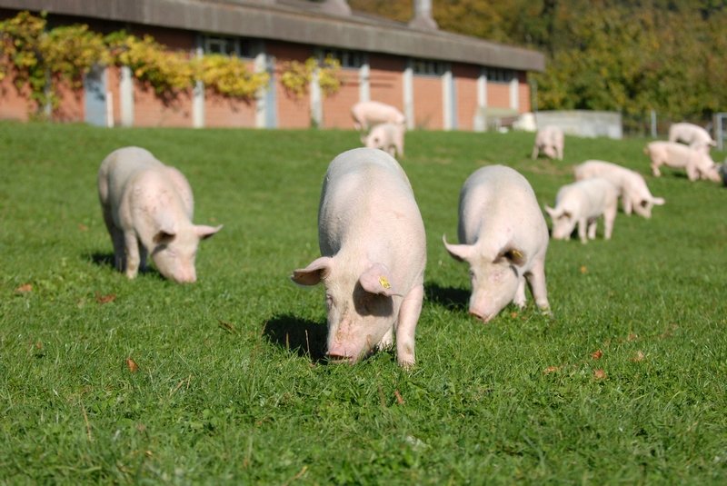 Бенчмаркинг использования антибиотиков в европейском свиноводстве