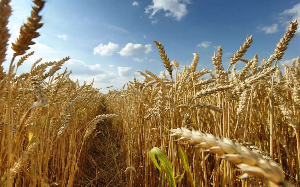IGC прогнозирует рекордный объем производства зерна и его торговли в сезоне 2020/21