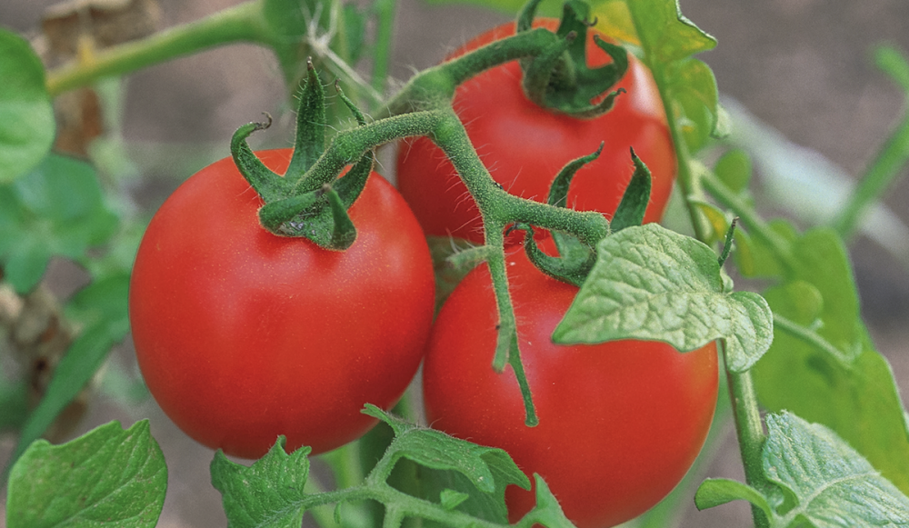 Болезни томатов открытого грунта — опыт применения фунгицидов