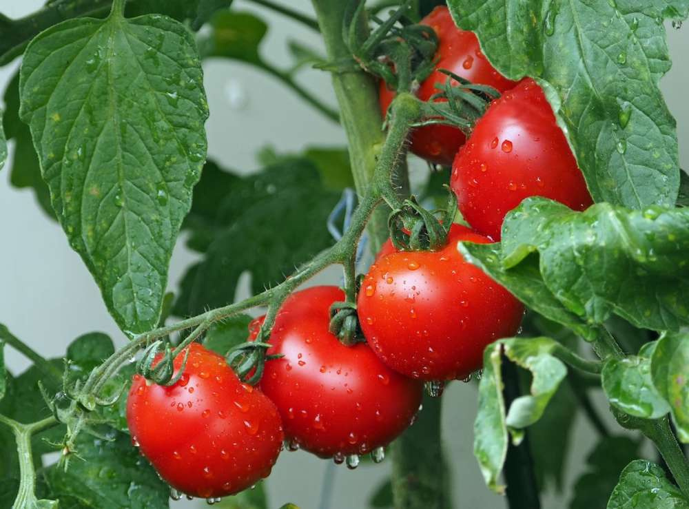 Минсельхоз РФ увеличивает квоту на ввоз томатов из Турции до 300 тыс. т