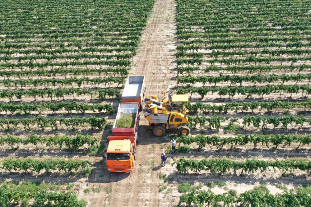 ГК «Ариант» по итогам 2021 года остается лидером отрасли по площади виноградников