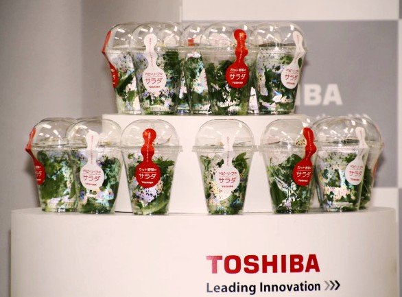 Чистая культура от Toshiba