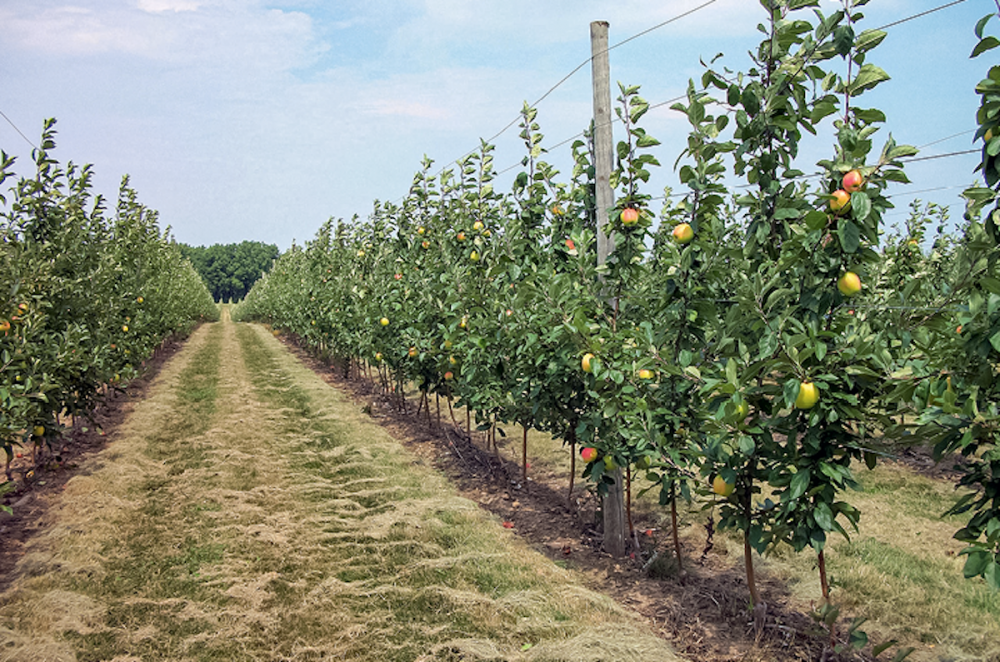 Испытание качества: опыт выращивания яблонь в Казахстане