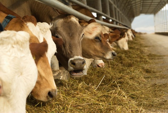 Новые возможности для молочного животноводства