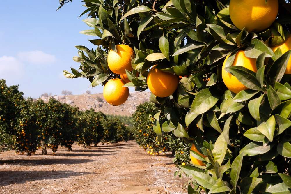 Египет стал крупнейшим экспортером апельсинов