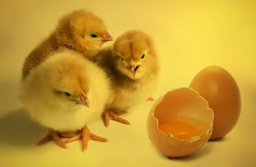 Франция и Германия первыми запретили убой цыплят-самцов