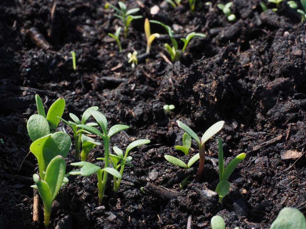 Ученые говорят о необходимости привязки страхования сельхозкультур к здоровью почвы