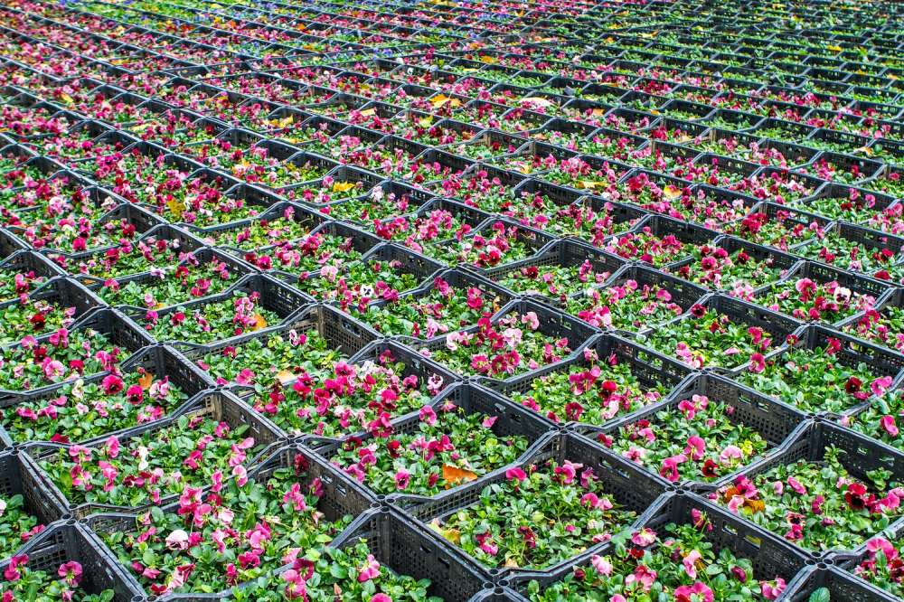 Розы и другие растения попали под антироссийские санкции ЕС