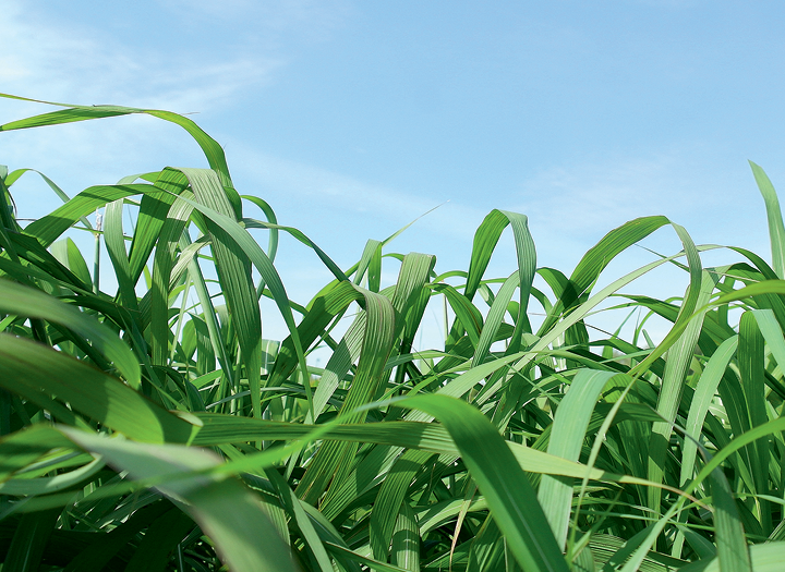 Новый ресурс: возделывание мискантуса как сырья для целлюлозы и производства кормов