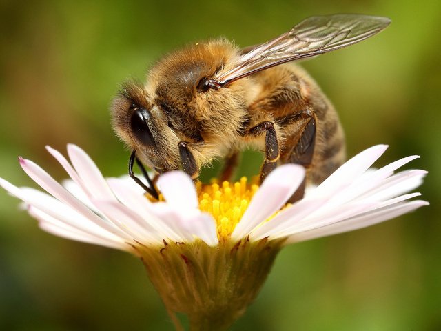 Стена защиты пчел
