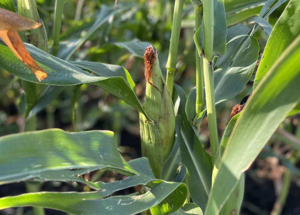 Кукуруза и люцерна - стратегические культуры для животноводства в условиях изменяющегося климата