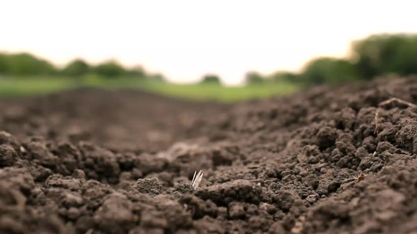 Сравнительная оценка агрофизических свойств почвы при разных технологиях возделывания сои и зерновых