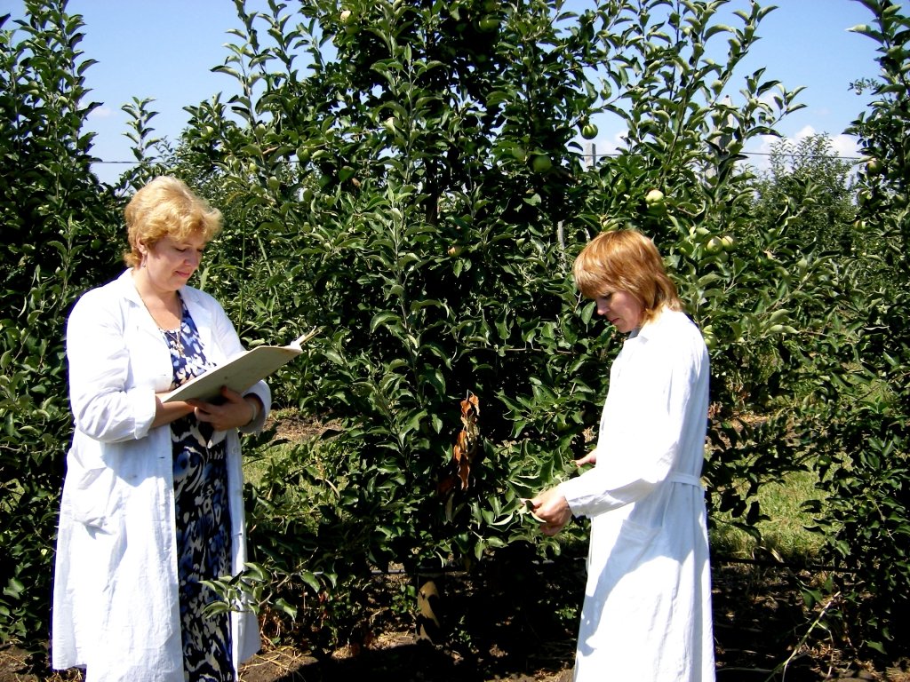 Российские ученые разработали экологизированную систему защиты плодово-ягодных культур от вредителей 