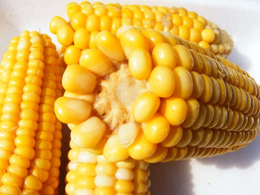 Россия продолжает оставаться крупным импортером консервированной кукурузы
