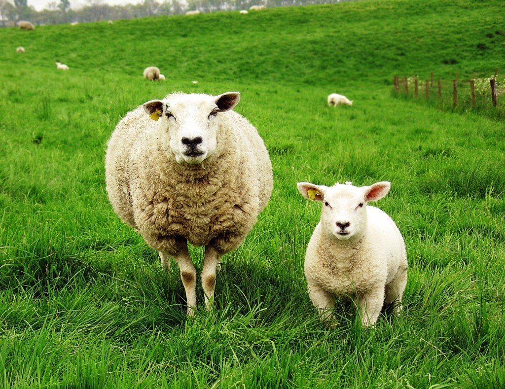 Новую породу овец вывели в Кемеровской области