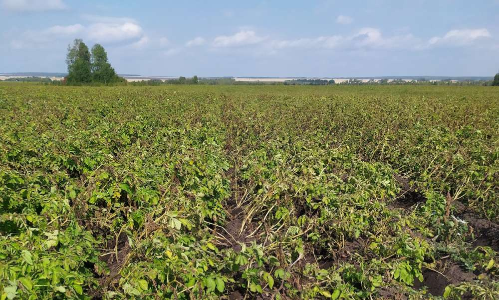 День поля в Красноярском крае раскрыл секреты повышения урожайностикартофеля