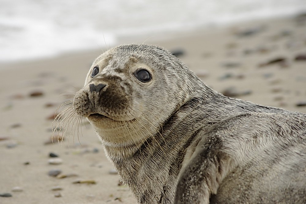 Увеличение популяции тюленей не повредит рыбным запасам Балтийского моря