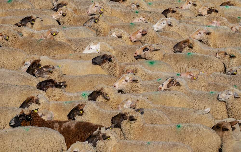 Грозные инфекции — клостридиоз и брадзот овец