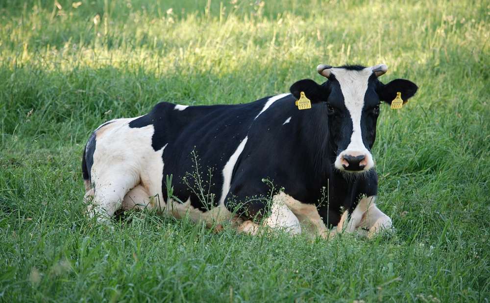 Стельность коровы: обзор методов диагностики