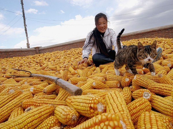 Китайским фермерам, выращивающим кукурузу, предложено перейти на сою