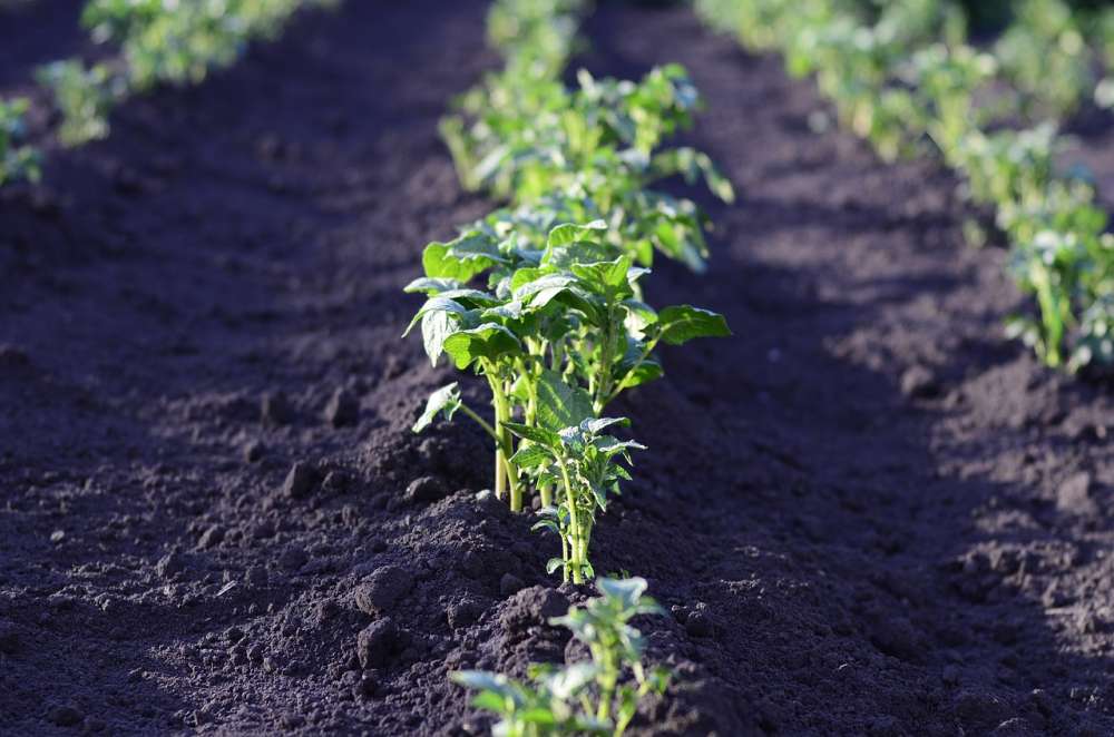 Восстановление плодородия почвы при помощи фосфогипса как путь интенсификации овощеводства России