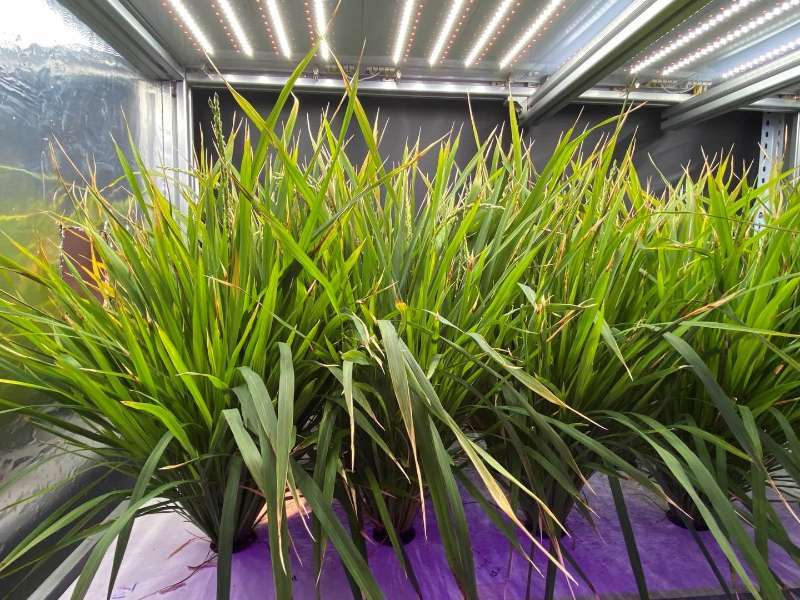Китайские ученые в закрытом помещении вдвое сократили срок выращивания риса