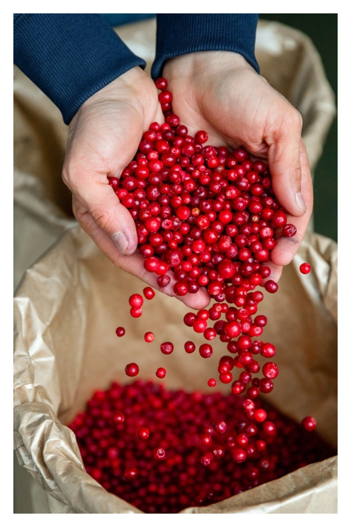 freshberry карелия