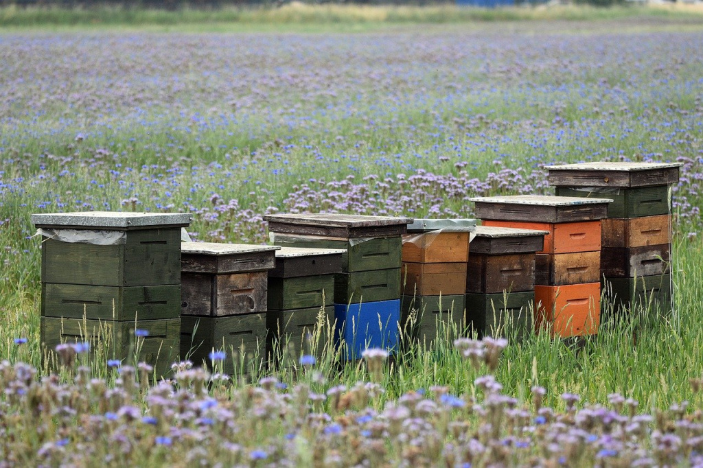 beekeeping-6357851_1280.jpg