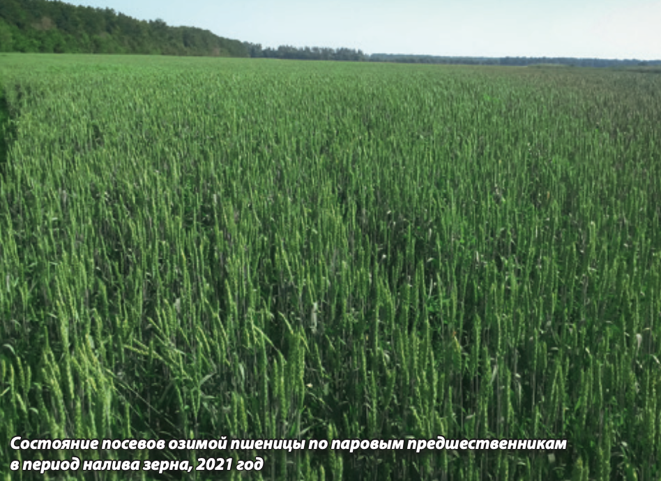 Состояние посевов озимой пшеницы по паровым предшественникам.png